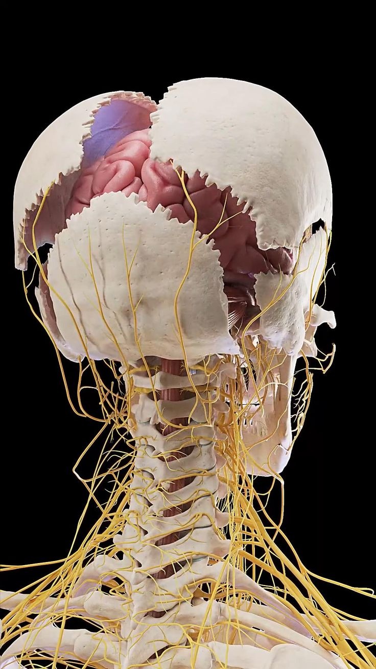 Cervical Facet Joint Pain Referral Patterns: Why Neck Joints Can Cause Shoulder & Head Pain